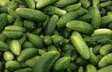 25 National Pickling Cucumber Seeds, ORGANIC / FREE S/H