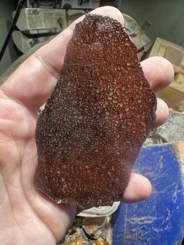 Dinosaur gem bone rough **hxtled slab. - 第 2/11 張圖片