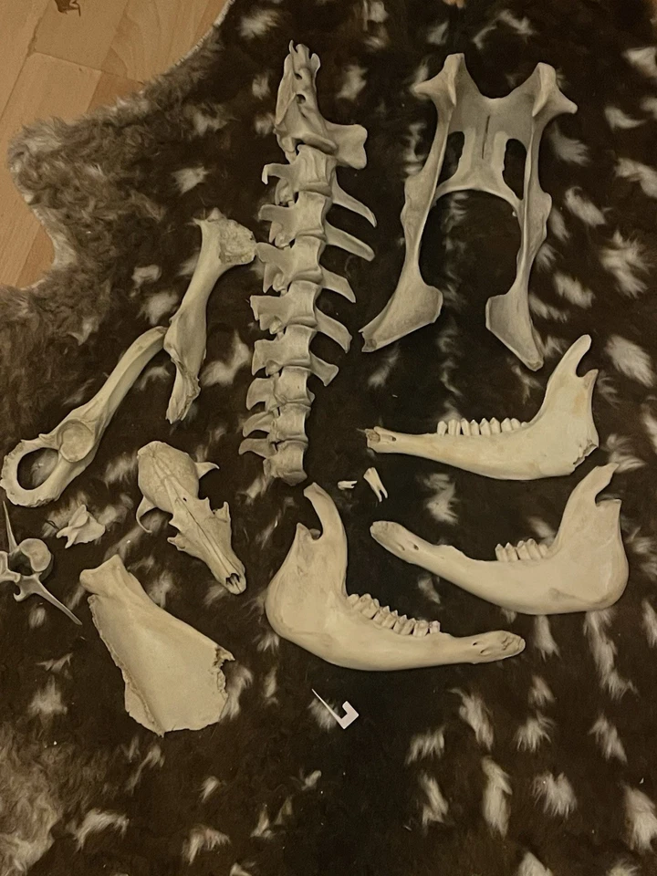 Assorted Wild Animal Bone Lot: Skulls, Jawbones, Vertebrae & Teeth Unmounted - Image 1 of 4