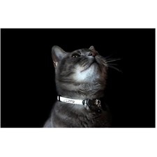 Medium Blue Floral Cat Collar, Reflective & G...