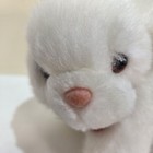 Foto 3 di 13