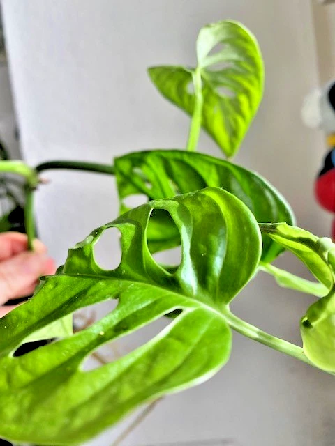 Monstera-Zimmerpflanzen online kaufen | eBay