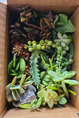 25 Varieties of Assorted Succulent Plant Cuttings  - Picture 1 of 3