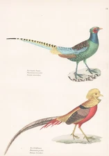 Gold pheasant pheasant Phasianus chicken birds birds lithograph Schinz 1830