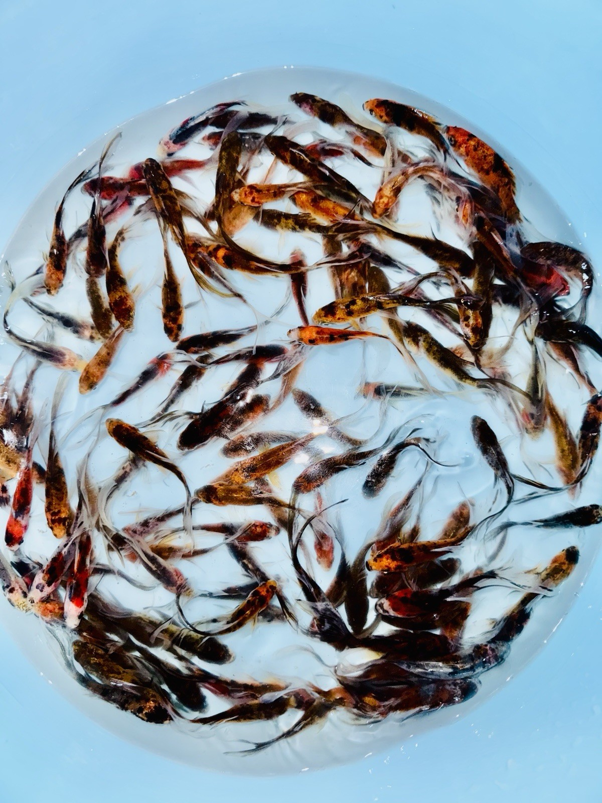 Curated visual reference: Visual Reference: 20 Lot Shubunkin 3 Fancy Live Goldfish For Koi Pond
