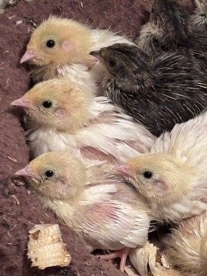 18 Plus Button Quail Hatching Eggs From Multiple Colors