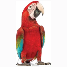 RED PARROT Lifesize+ CARDBOARD CUTOUT Standee Standup Poster Prop Bird Animal