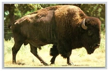 Bison, Buffalo, Chrome Animal Postcard