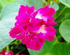 25+  Sunrise Serenade Morning Glory / Ipomoea Fower Seeds / Perennial
