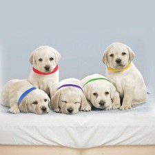 12-Piece: Whelping ID Collars Color Set
