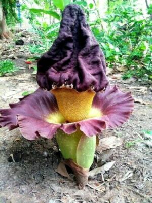 Amorphophallus paeoniifolius, Elephant Foot Yam - 100 Sementes | eBay