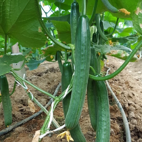 Long Green Cucumber Seeds Burpless Cucumber Seeds Cuccumber Seed