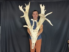 Tall 186 Whitetail Deer Skull Rack Antlers European Taxidermy Mount Cabin Decor