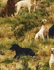 Quilt, Sew Fabric- Timeless Treasures   Nature-C6685-Grass  Labradors