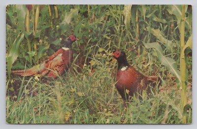 Postcard Ring Necked Pheasants Voted By Many Hunters As The Number One Gamebird