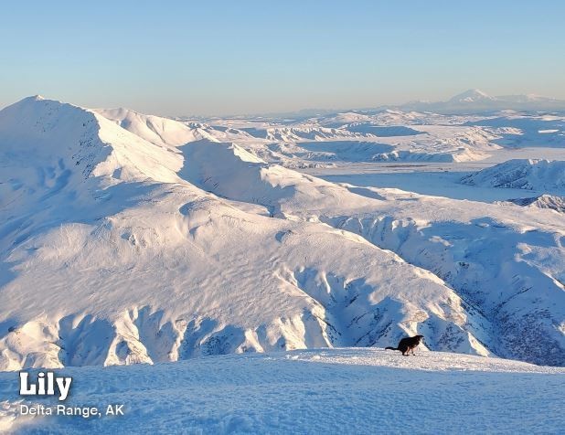 I Cani Che Fanno La Cacca Diventano Protagonisti Di Un Calendario Imperdibile - Radio - Foto 10