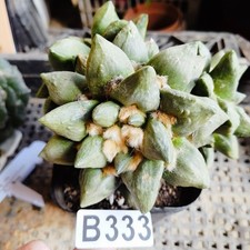 Not taking root-  big   Ariocarpus    - /gardening supplies