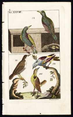 Antiker Druck-GEMEINSAMER STARLING-DAURIAN-DIPPER-AMERIKANER-TELLER XXVIII-Wilhelm-1810