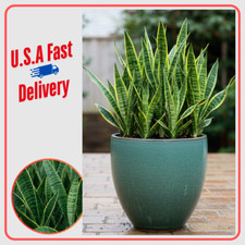 2-3ft. Rooted Sansevieria Snake Plant Mother in Law's Tongue cutting 3 Leaves
