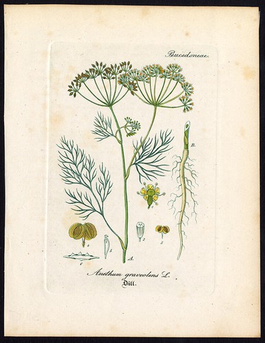Rare Antique Botanical Print-ANETHUM GRAVEOLENS-DILL-Artus-Kirchner-1848