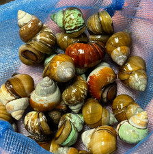 Live Trapdoor Snails for Freshwater Aquarium Tank and Ponds Help Water Cleaner