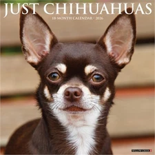 Chihuahuas 2026 12 X 12 Wall Calendar (Bookbook - Detail Unspecified)