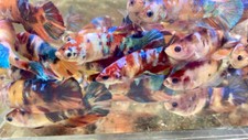 FANCY KOI Multi Blue Halfmoon Tropical FEMALE Live Betta Fish High Quality #1