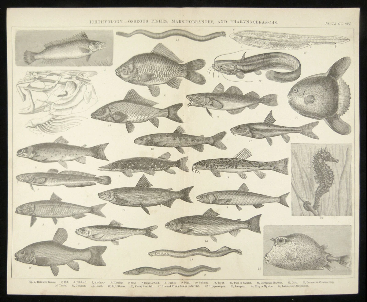 Ichthyology Osseous Fishes etc. Antique Book Engraving 10x12