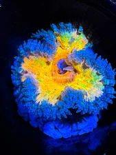 CE- WYSIWYG Royal Flush Rock Flower Anemones - Live Coral Frag LPS SPS #RFA1