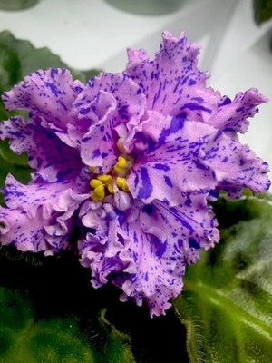 African Violet PLANT ~  ALEN- Gora Samocvetov (Mountain of Gems) Starter New