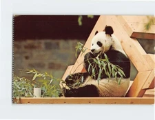 Postcard The Giant Panda National Zoological Park Washington DC