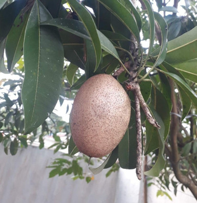 Molix Sapodilla 35+ Seedss (Manilkara zapota) Chikoo