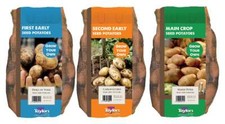 Taylors - Seed Potatoes - 2 kg  