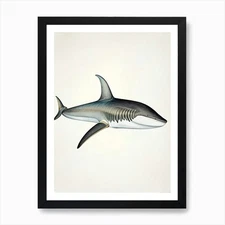 Blacktip Shark Vintage Art Print Framed Wall Art Poster Canvas Print Picture