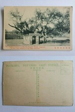 ??1900s CHINA TAIAN TAI TEMPLE TANG DYNASTY TREE SHANGHAI PRESS POSTCARD ???????