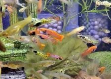 Sunburst Tiger Endler Mix  - 4 Pairs (3 Pairs + 1 Free Pair (4M/4F) + 4 Free Fry