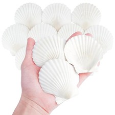 10 PCS 3 Inch Natural Scallop Shells for 0.1 Ounce Pack of 10 , White