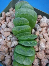 Haworthia truncata cv "Lime Green" CHOICE Succulent 2" to 3" Wide Great Colors