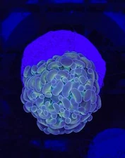 WYSIWYG Hologram Hammer Branching Live Coral Frag SPS LPS for Reef Aquarium