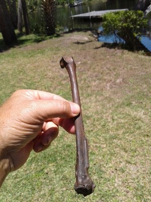 Exceptional Jumbo 7 1/2 Inch Big Bird Bone Florida Extinct Ice Age Fossil Avian 