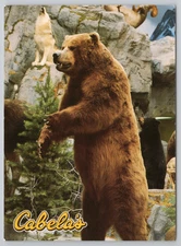Continental Postcard Brown Bear Display at Cabela's in Sydney, NE.