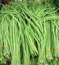 30 Organic Yard Green Long Bean Seeds