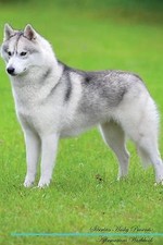 Siberian Husky Affirmations Workbook Siberian Husk