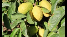 50+ Beaumont Guava Seeds for Garden Planting - USA - FREE SHIPPING!