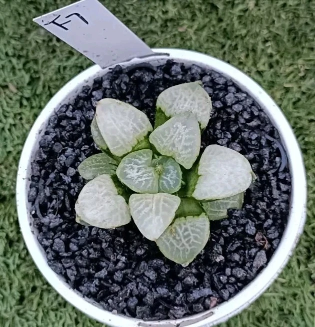 Haworthia Comptoniana "Ranbu" mature plant 6+ year 7cm roughly succulent
Opens in a new window or ta