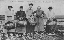 45-PITHIVIERS EN GATINAIS FOLKLORE LA RECOLTE DU SAFFRON-N�LP5041-C/0329