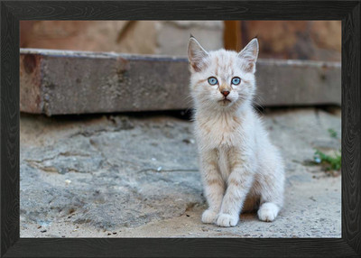 Cats Kittens Sitting Glanc Framed Wall Art Poster Canvas Print Picture
