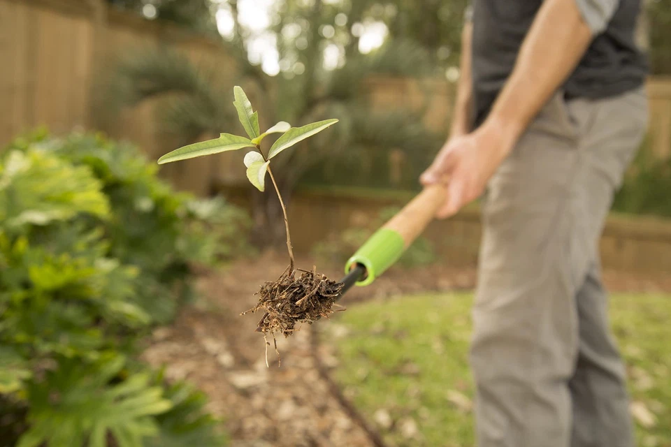Desmalezadora de diente de león Ames COMPANIES THE Forg Foto 2 de 2