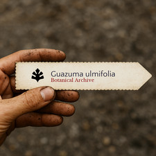 Guazuma ulmifolia | West Indian Elm | 100 SEEDS -