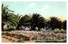 c1910 Wintertime Carnation Garden Southern California Vintage Postcard